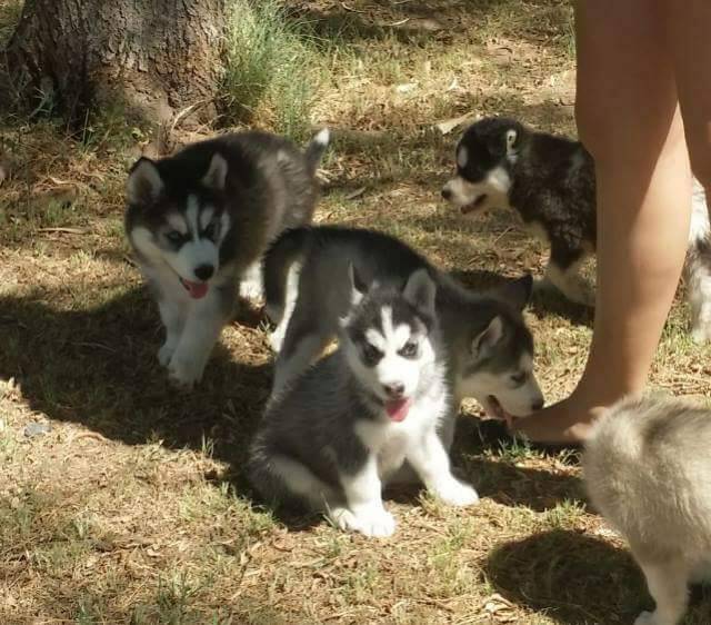 Bueatiful Blue eye siberian husky puppy for sale (443) 420-8837 Image eClassifieds4u