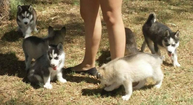 Bueatiful Blue eye siberian husky puppy for sale (443) 420-8837 Image eClassifieds4u