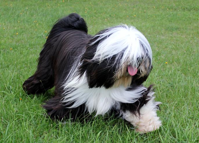 2 beautiful, purebred Tibetan Terrier puppies available to qualified homes Image eClassifieds4u