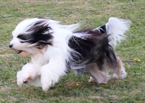 2 beautiful, purebred Tibetan Terrier puppies available to qualified homes Image eClassifieds4u
