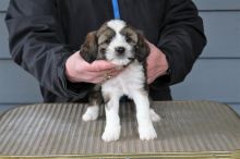 2 beautiful, purebred Tibetan Terrier puppies available to qualified homes Image eClassifieds4u 1