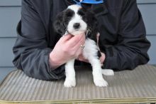 2 beautiful, purebred Tibetan Terrier puppies available to qualified homes Image eClassifieds4u 2