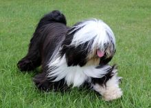 2 beautiful, purebred Tibetan Terrier puppies available to qualified homes Image eClassifieds4u 3
