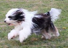 2 beautiful, purebred Tibetan Terrier puppies available to qualified homes Image eClassifieds4u 4