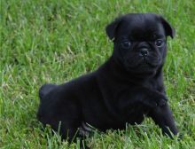 Top Quality Pug Puppies