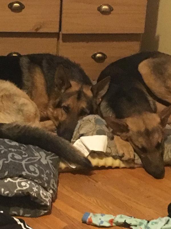 Geogous German Shepherd puppies Image eClassifieds4u