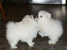 Gorgeous Teacup Pomeranian Puppies