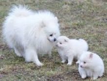 Two Healthy Teacup Pomeranian Puppies