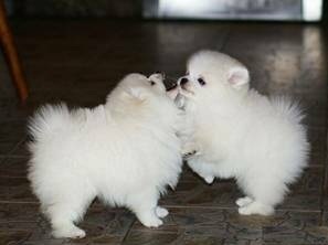 Gorgeous Teacup Pomeranian Puppies Image eClassifieds4u