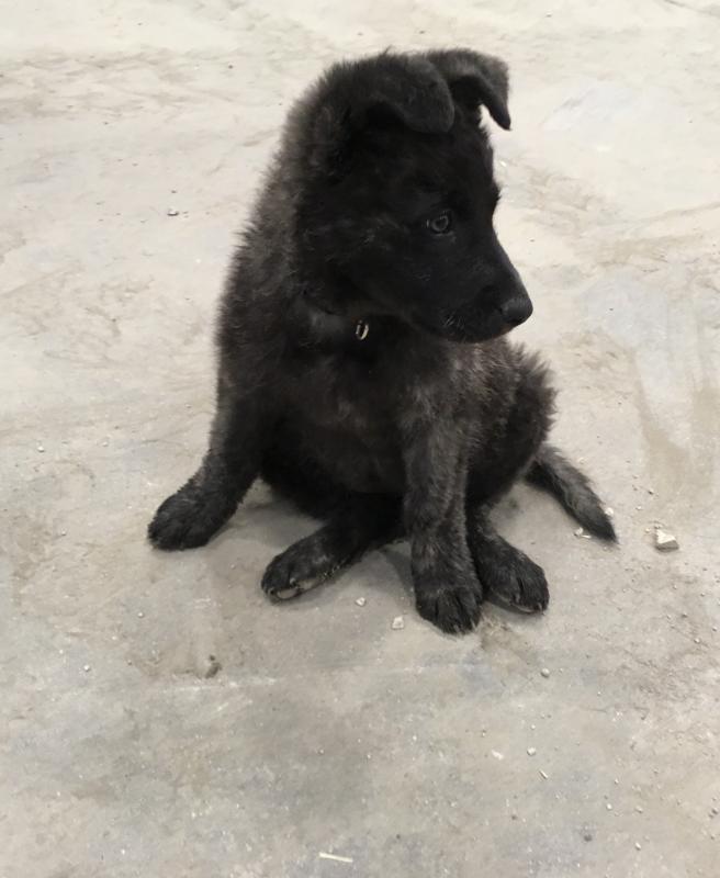 Female Puppy Image eClassifieds4u