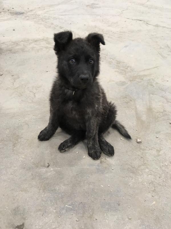 Female Puppy Image eClassifieds4u