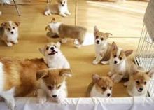 Beautiful, loving and playful Welsh Corgi puppies are ready for a new loving & caring home! Image eClassifieds4U