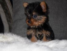 Awesome cute male and female very loving and smart maltese and yorkie puppies