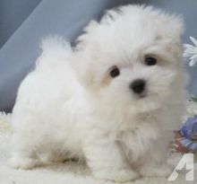 Awesome cute male and female very loving and smart maltese and yorkie puppies Image eClassifieds4u 2