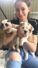 home trained English Bulldog Puppies Available