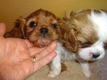 Cavalier King Charles Spaniel Pups