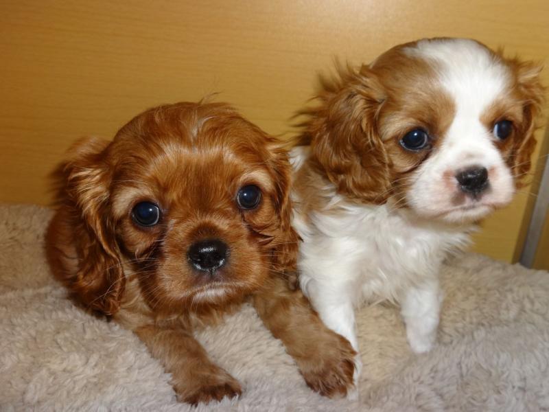 Cavalier King Charles Spaniel Pups Image eClassifieds4u