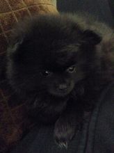 Toy Pomeranian Image eClassifieds4U