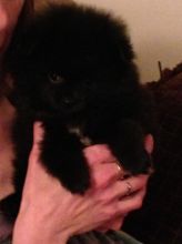 Toy Pomeranian puppy for sale Image eClassifieds4u 1