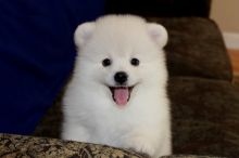 WHITE/CREAM Pomeranian Puppy Text (647) 493 - 4496