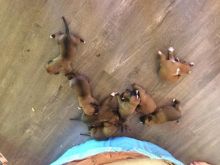 Boxer puppies