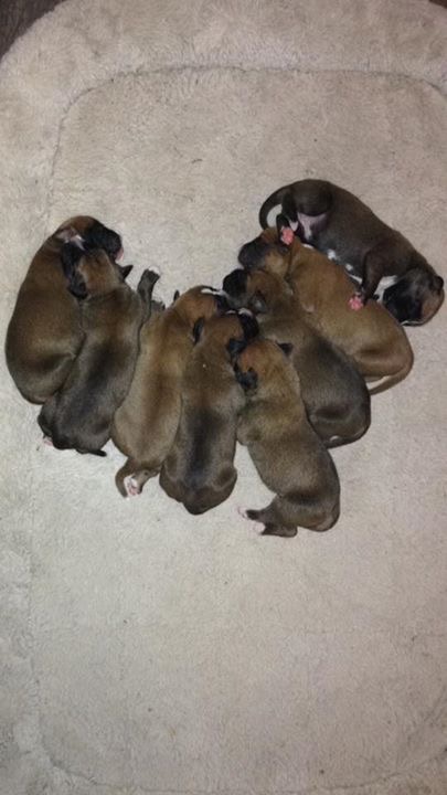Boxer puppies Image eClassifieds4u