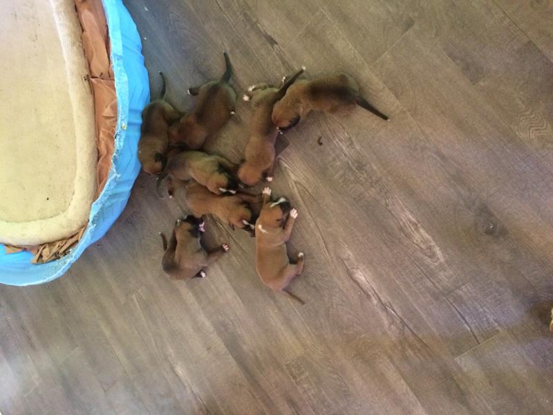 Boxer puppies Image eClassifieds4u