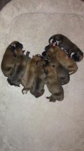 Purebred Boxers Image eClassifieds4u 3