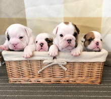 Bulldog available for adoption