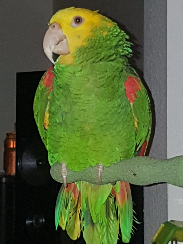 BEAUTY DOUBLE YELLOWHEAD AMAZON PARROT 4 SALE Image eClassifieds4u