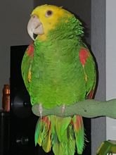BEAUTY DOUBLE YELLOWHEAD AMAZON PARROT 4 SALE Image eClassifieds4U