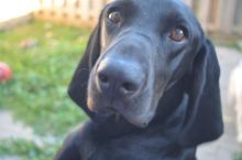 Coon Hound Image eClassifieds4u 1