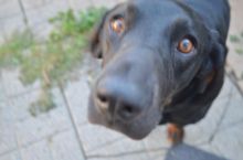 Coon Hound Image eClassifieds4u 2