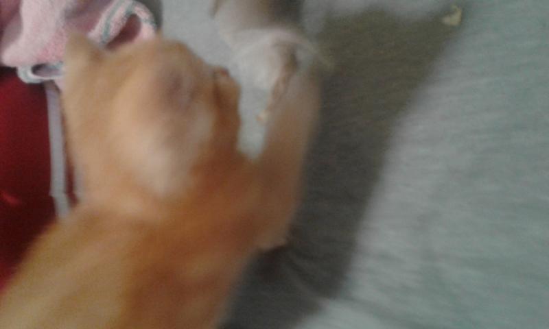 ADORABLE PLAYFUL LITTER TRAINED KITTENS Image eClassifieds4u