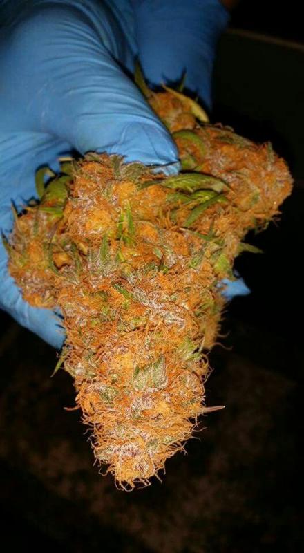 buy Sour Og Kush, Green Crack, Jack Dream, AK-47, Purple Kush, Bubba Kush,Bubblegum(251)272-9677 Image eClassifieds4u