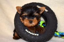 Teacup Yorkie / Yorkshire Terrier Email : goldpuppy202@gmail.com