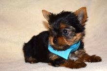 A KC Adorable Teacup Yorkie Yorkie Puppies Email : goldpuppy202@gmail.com
