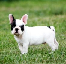 Cute English Bulldog Puppies Available ^^^Shipping Available