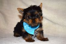 Female an amle Yorkie Puppies Email : goldpuppy202@gmail.com