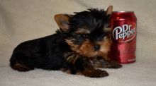 Good Looking!!!!Teacup Yorkie Puppies!!!! Email : goldpuppy202@gmail.com