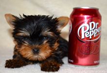 Male and Female Teacup Yorkie Puppies Email : goldpuppy202@gmail.com