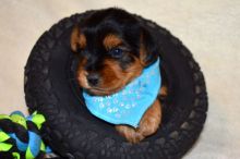 Teacup Yorkie Puppies Email : goldpuppy202@gmail.com