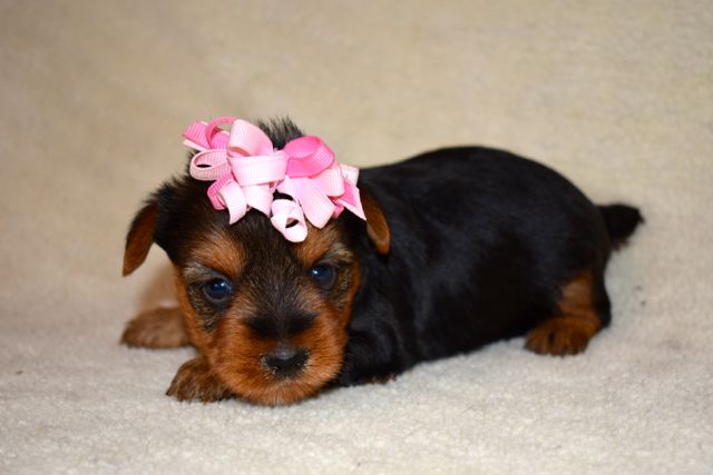 Affectionate teacup Yorkie puppies Email : goldpuppy202@gmail.com Image eClassifieds4u