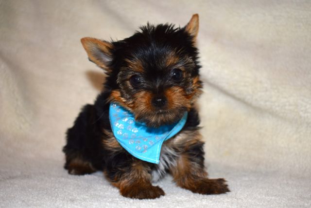 Baby Face Teacup Yorkie Puppies Email : goldpuppy202@gmail.com Image eClassifieds4u