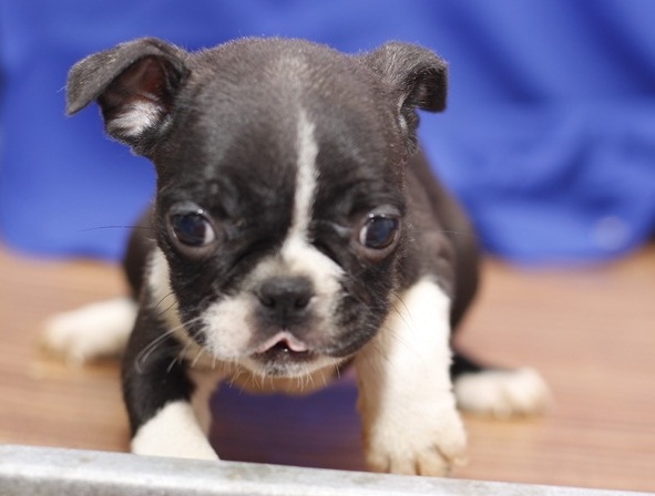 English Bulldog Puppies ^^ Email : goldpuppy202@gmail.com Image eClassifieds4u