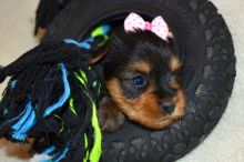 Adorable Teacup Yorkie puppies Email : goldpuppy202@gmail.com Image eClassifieds4u 1
