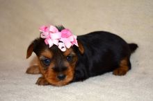 Affectionate teacup Yorkie puppies Email : goldpuppy202@gmail.com Image eClassifieds4u 1
