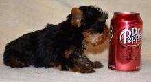 Black brindle and white Teacup Yorkie Puppies Email : goldpuppy202@gmail.com Image eClassifieds4u 1
