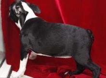 Nice English Bulldog Puppies Email : goldpuppy202@gmail.com Image eClassifieds4u 1