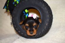 small Purebred teacup Yorkie puppies Email : goldpuppy202@gmail.com Image eClassifieds4u 1